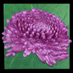 Chrysanthemum Mums the Word